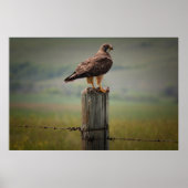Swainson's Hawk met zijn dood Poster (Voorkant)