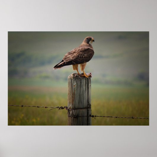 Swainson's Hawk met zijn dood Poster (Voorkant)