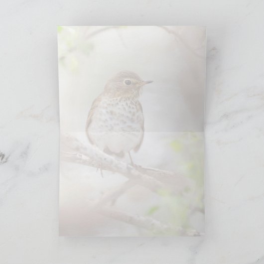 Swainson's spits kaart (Binnen)