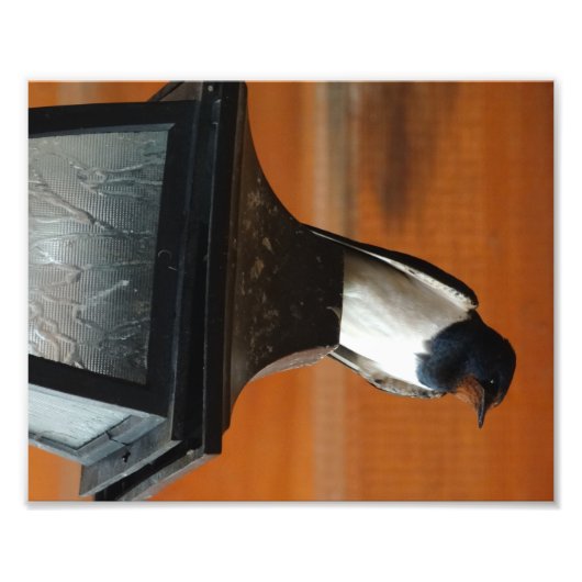 Swallow Bird op een Lamp Professionele Fotoprint Foto Afdruk (Voorkant)