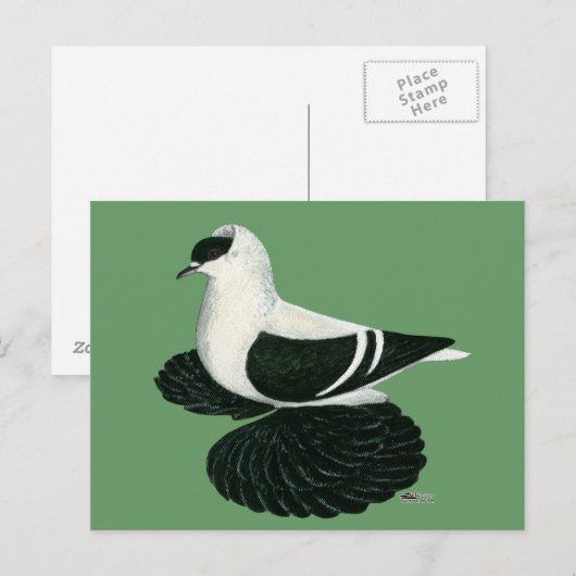 Swallow Pigeon Saxon Zwart Wit Bar Briefkaart (Voorkant / Achterkant)