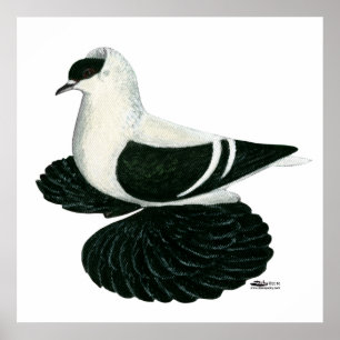 Swallow Pigeon Saxon Zwart Wit Bar Poster