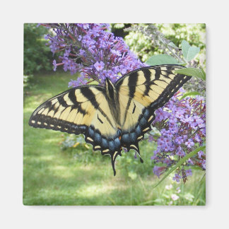 Swallowtail 94 ~ magneet