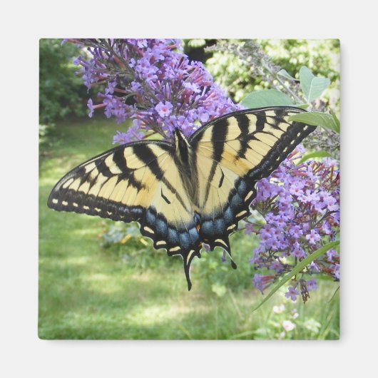 Swallowtail 94 ~ magneet (Voorkant)