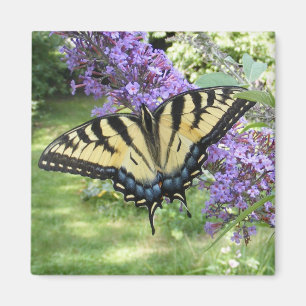 Swallowtail 94 ~ magnet