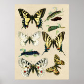 Swallowtail Butterflies en Caterpilars Poster (Voorkant)