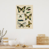 Swallowtail Butterflies en Caterpilars Poster (Keuken)