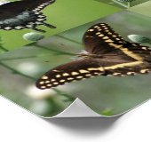Swallowtail Butterflies of SoutheEast Georgia Poster (Hoek)