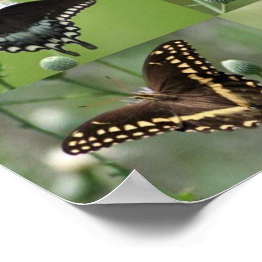 Swallowtail Butterflies of SoutheEast Georgia Poster (Hoek)