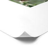 Swallowtail Butterflies of SoutheEast Georgia Poster (Hoek)