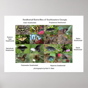 Swallowtail Butterflies of SoutheEast Georgia Poster