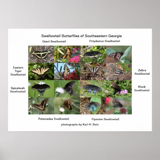 Swallowtail Butterflies of SoutheEast Georgia Poster (Voorkant)