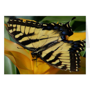 Swallowtail Butterfly