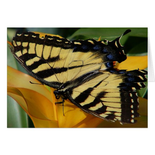 Swallowtail Butterfly (Voorkant Horizontaal)