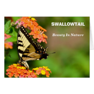 Swallowtail Butterfly