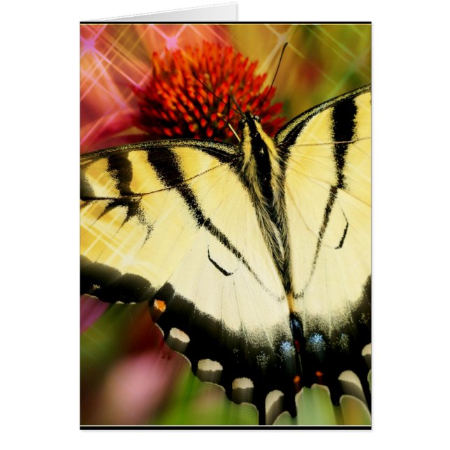 Swallowtail Butterfly (Voorkant)
