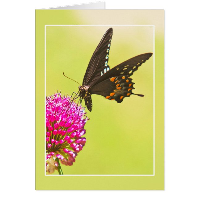 Swallowtail Butterfly (Voorkant)