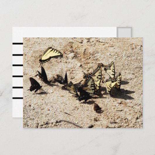 Swallowtail Butterfly Briefkaart (Voorkant / Achterkant)