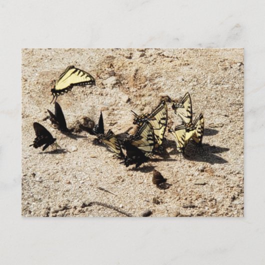 Swallowtail Butterfly Briefkaart (Voorkant)