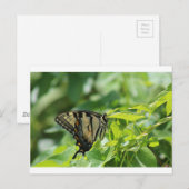 Swallowtail Butterfly Briefkaart (Voorkant / Achterkant)