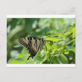 Swallowtail Butterfly Briefkaart