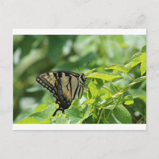 Swallowtail Butterfly Briefkaart