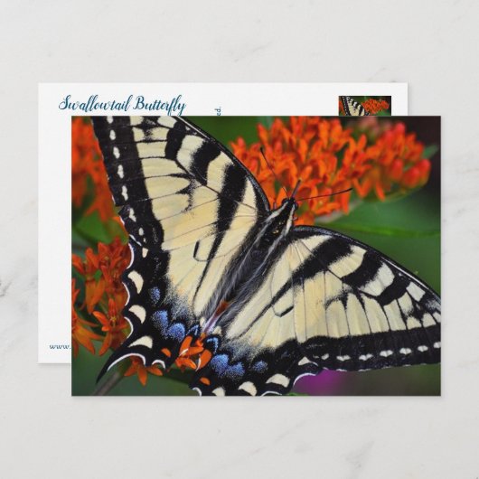 Swallowtail Butterfly Briefkaart (Voorkant / Achterkant)