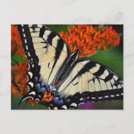 Swallowtail Butterfly Briefkaart