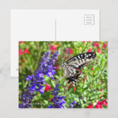Swallowtail Butterfly [Briefkaart] Briefkaart (Voorkant / Achterkant)