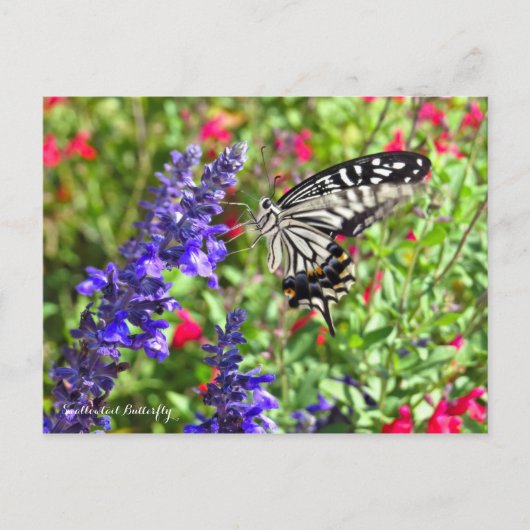 Swallowtail Butterfly [Briefkaart] Briefkaart (Voorkant)