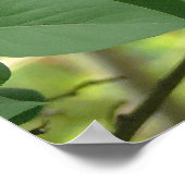 Swallowtail Butterfly en Lila Struik Poster (Hoek)