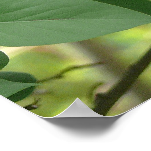 Swallowtail Butterfly en Lila Struik Poster (Hoek)