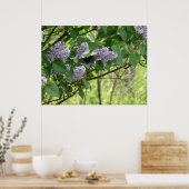 Swallowtail Butterfly en Lila Struik Poster (Keuken)