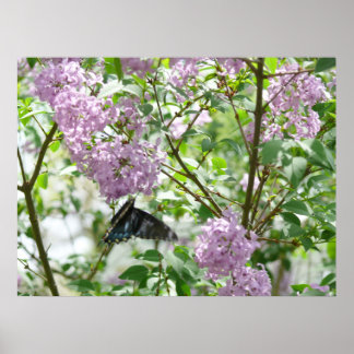 Swallowtail Butterfly en Lila Struik Poster
