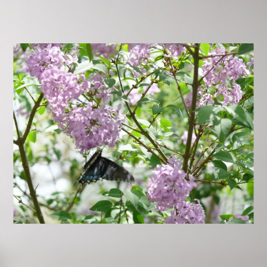 Swallowtail Butterfly en Lila Struik Poster (Voorkant)