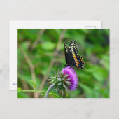 Swallowtail Butterfly en Thistle Briefkaart (Voorkant / Achterkant)