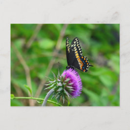 Swallowtail Butterfly en Thistle Briefkaart