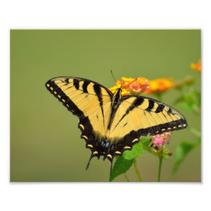 Swallowtail Butterfly Foto Afdruk