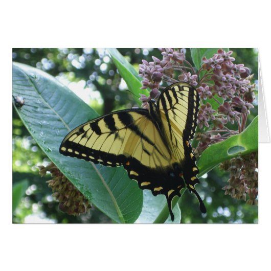 Swallowtail Butterfly I op Milkweed bij Shenandoah (Voorkant Horizontaal)