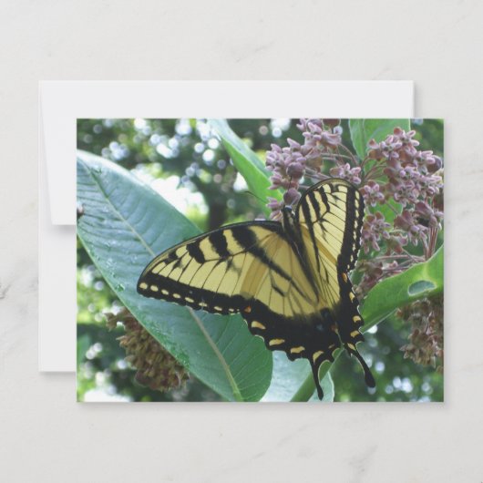 Swallowtail Butterfly I op Milkweed bij Shenandoah (Voorkant)