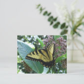 Swallowtail Butterfly I op Milkweed bij Shenandoah (Staand voorkant)