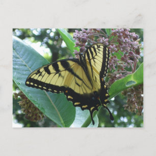 Swallowtail Butterfly I op Milkweed bij Shenandoah Briefkaart