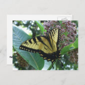 Swallowtail Butterfly I op Milkweed bij Shenandoah Briefkaart (Voorkant / Achterkant)