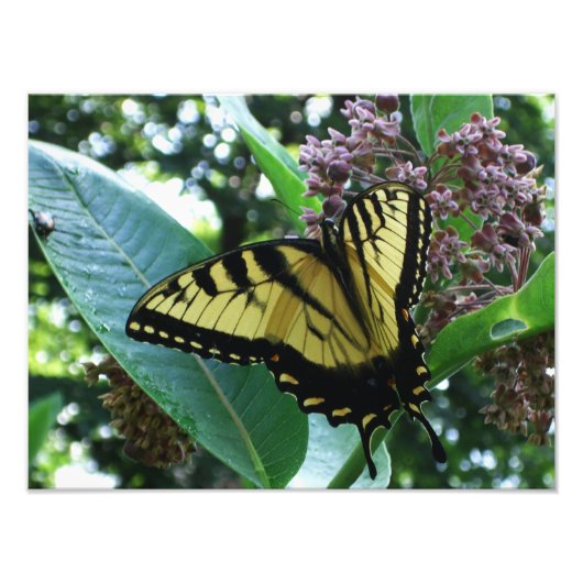 Swallowtail Butterfly I op Milkweed bij Shenandoah Foto Afdruk (Voorkant)