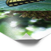 Swallowtail Butterfly I op Milkweed bij Shenandoah Foto Afdruk (Hoek)