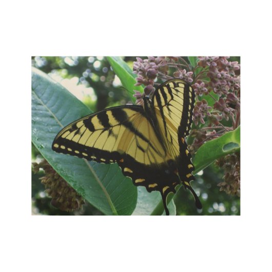 Swallowtail Butterfly I op Milkweed bij Shenandoah Houten Poster (Voorkant)