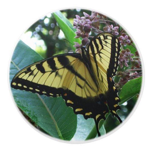Swallowtail Butterfly I op Milkweed bij Shenandoah Keramische Knop (Voorkant)