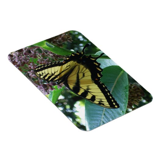 Swallowtail Butterfly I op Milkweed bij Shenandoah Magneet (Rechterzijde)