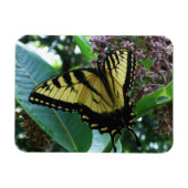Swallowtail Butterfly I op Milkweed bij Shenandoah Magneet (Horizontaal)