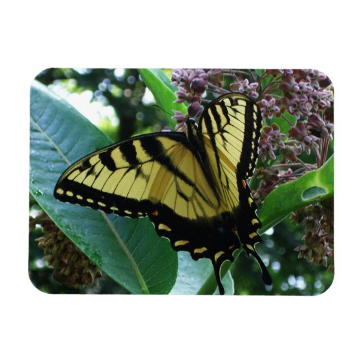 Swallowtail Butterfly I op Milkweed bij Shenandoah Magneet (Horizontaal)
